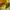 Japanese brand Y2K Sportswear Track jacket Pria yellow photo 6