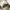 Adidas Indie Casual Sneakers Wanita white cream photo 4