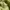 TAKA Craft Sportswear Casual Short Wanita green yellow photo 3