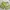 TAKA Craft Sportswear Casual Short Wanita green yellow photo 5