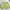 TAKA Craft Sportswear Casual Short Wanita green yellow photo 4
