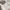 Coquette Crop top Wanita multicolor white photo 7