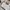 Coquette Crop top Wanita multicolor white photo 4