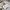 Coquette Crop top Wanita multicolor white photo 1