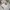 Coquette Crop top Wanita multicolor white photo 2