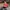 Casual Hat Pria red photo 1