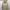 Stone Island Casual Windbreaker Pria cream photo 7