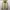 Stone Island Casual Windbreaker Pria cream photo 2