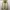 Stone Island Casual Windbreaker Pria Cream