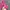 Hollister Indie Hoody Wanita pink photo 3