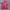 Hollister Indie Hoody Wanita pink photo 1