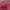 Jeep Minimalist Sweatshirt Pria red photo 4