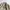 Casual Harrington jacket Pria cream photo 4