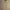 Burberry Vintage Casual Polo shirt Pria tan cream photo 2