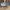 Michael Kors Shoulder bag Wanita tan photo 6