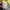 Nike Streetwear Sportswear Hoody Pria yellow photo 4