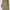 Carhartt Streetwear T-shirt Wanita green photo 1
