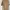 Carhartt Streetwear T-shirt Pria tan photo 1
