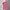 Lacoste Streetwear Luxury Polo shirt Pria pink photo 2