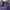 Lacoste Streetwear Luxury Polo shirt Pria purple photo 5
