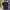 Lacoste Streetwear Luxury Polo Shirt Pria Purple