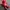Japanese brand Vintage Streetwear Bag Pria red photo 2