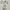 Coquette Casual Evening dress Wanita white photo 2