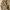 Columbia Streetwear Y2K Fur coat Pria tan khaki photo 4
