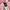 Shein Y2K Coquette Skirt Wanita white pink photo 2