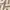 Vintage Y2K Polo shirt Pria tan brown photo 3