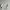 H&M Lolita Casual Crop top Wanita white photo 1