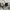 Loro Piana Luxury Casual Casual pants Pria cream photo 5