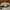 Compass Vintage Sportswear Sneakers Pria orange cream photo 1