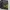 Champion Streetwear Sportswear Short Pria black photo 4
