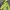 NEPA Gorpcore Sportswear Fleece Pria Multicolor Green
