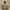 Carhartt Vintage Y2K Hoody Pria tan brown photo 1