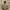Carhartt Vintage Y2K Hoody Pria Tan Brown