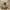 Carhartt Vintage Y2K Hoody Pria tan brown photo 4
