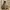 Carhartt Vintage Y2K Hoody Pria tan brown photo 2