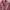 Coquette Batik Midi dress Wanita pink photo 4