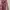 Coquette Batik Midi dress Wanita pink photo 3