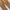 Dickies Vintage Y2K Jeans Pria brown photo 6