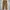 Dickies Vintage Y2K Jeans Pria brown photo 3