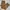 Dickies Vintage Y2K Jeans Pria brown photo 1