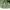 Mr. Junko Casual Polo shirt Pria green photo 5