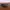 Calvin Klein Vintage Sunglass Wanita burgundy pink photo 3