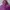 K2 Sportswear Casual Hoody Pria purple photo 5