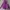 K2 Sportswear Casual Hoody Pria Purple
