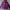 K2 Sportswear Casual Hoody Pria purple photo 1