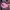 Dickies Streetwear Hoody Pria burgundy photo 4